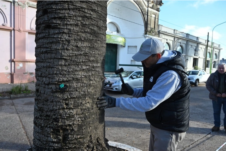 Las palmeras de Rocamora y Primera Junta reciben tratamiento contra el picudo rojo