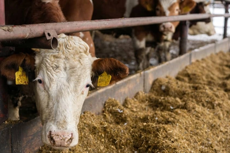 Hallazgo cient&iacute;fico: el S&iacute;ndrome Ur&eacute;mico Hemol&iacute;tico puede prevenirse desde la sanidad bovina